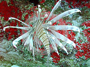 Lionfish Are Considered an Invasive Species in the Caribbean Sea