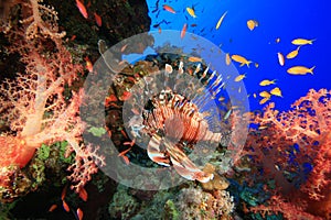 Lionfish and Coral Reef