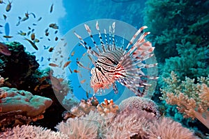 Lionfish on the coral reef photo