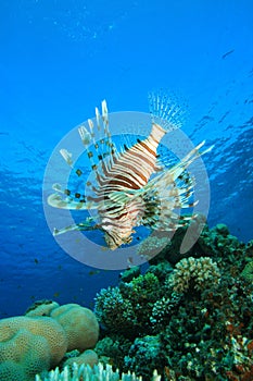 Lionfish and Coral Reef