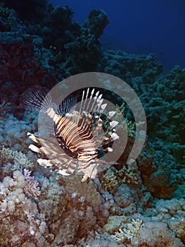 Lionfish and coral reef at background