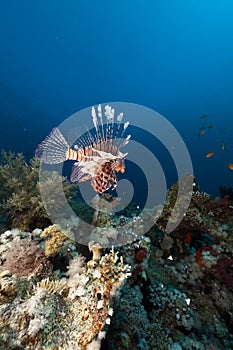 Lionfish and coral reef in the Red Sea.