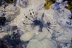 Lionfish on coral reef in  Sea