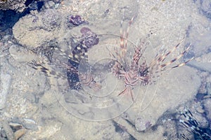 Lionfish on coral reef in  Sea