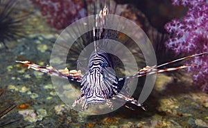 Lionfish on the coral reef of Southern Thailand