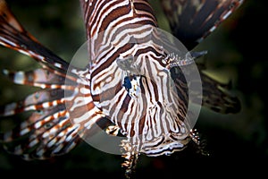 Lionfish on the coral reef of Southern Thailand