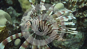 Lionfish on the coral reef underwater