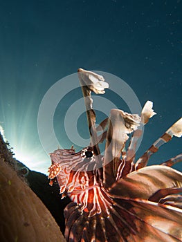 Lionfish creative angle