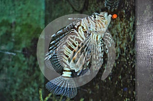 Lionfish - Devil fish