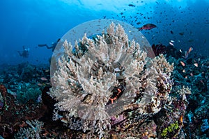 Lionfish and Divers