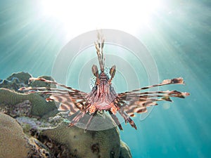 Lionfish in front of sun flare