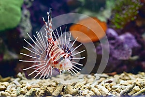 Lionfish is a group of poisonous marine fish species incorporated in the genus Pterois photo