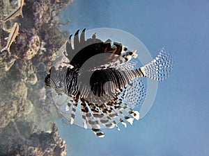 Lionfish Hovering
