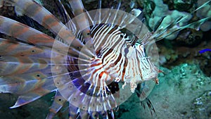 Lionfish hovering over a coral reef. Diving in the Red sea. Egypt.