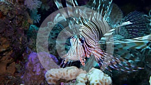 Lionfish hovering over a coral reef. Diving in the Red sea. Egypt.