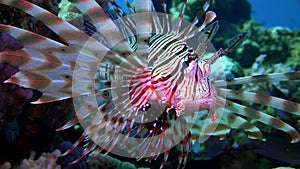 Lionfish hovering over a coral reef. Diving in the Red sea. Egypt.