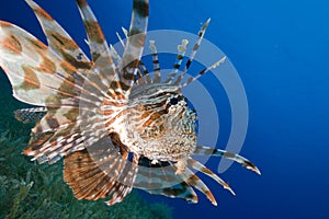 Lionfish hunts over seagrasse