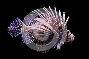 Lionfish