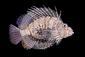 Lionfish photo