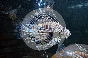 Lionfish