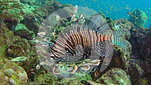 Lionfish lion fish in the wonderful seabed of the Andaman Sea Islands in India.