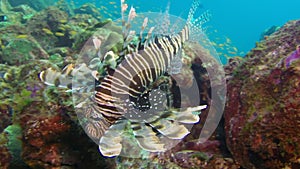 Lionfish lion fish in the wonderful seabed of the Andaman Sea Islands in India.