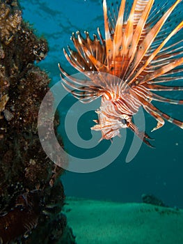 Lionfish looking down