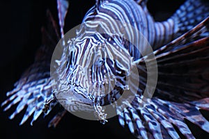 lionfish