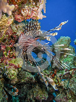 Lionfish over coral reef