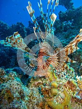 Lionfish over coral reef