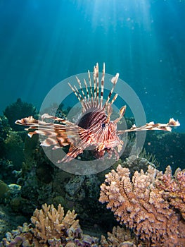 Lionfish over coral reef with sun beams