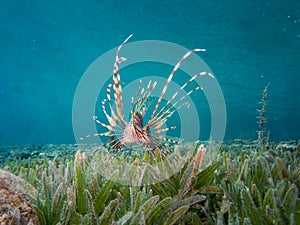 Lionfish over sea grass