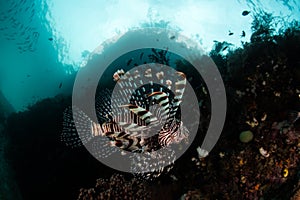 Lionfish Pair photo