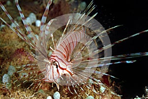 Lionfish, Perhentian Island, Terengganu