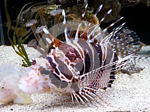 Lionfish