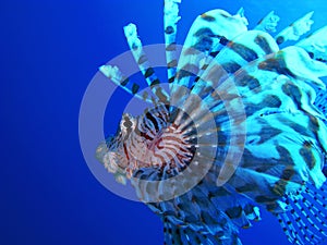 Lionfish profile