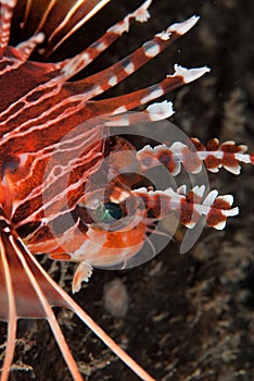 Lionfish profile