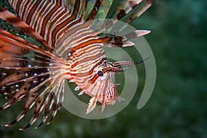 Lionfish profile