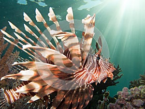 Lionfish profile with sun beams