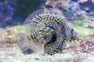 Lionfish or Pterois