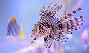 Lionfish