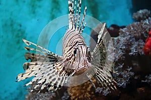 Lionfish (Pterois mombasae)