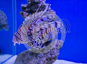 lionfish Pterois mombasae on a blue background Sevastopol aquarium