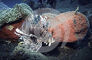 Lionfish Pterois underwater in Tulamben, Bali