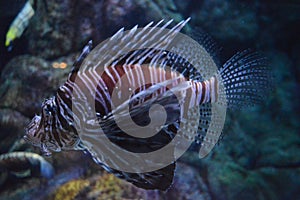 Lionfish, Pterois, venomous marine fish in aquarium