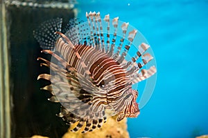 Lionfish, pterois volitans