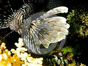 Lionfish (Pterois volitans) photo