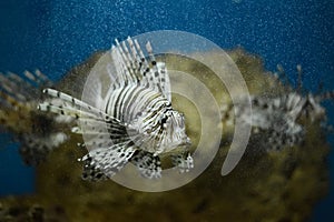 Lionfish pterois volitans