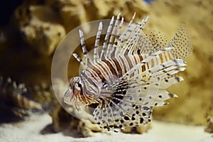 Lionfish pterois volitans