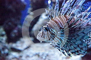 Lionfish Pterois volitans